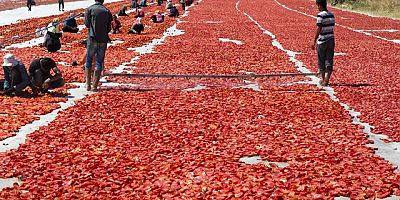 Kuru domates ihracatı 100 milyon dolara koşuyor..!
