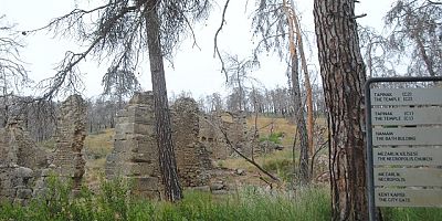 Lyrbe antik kentte  yangından etkilenen asırlık kızıl çamların hepsi kurudu